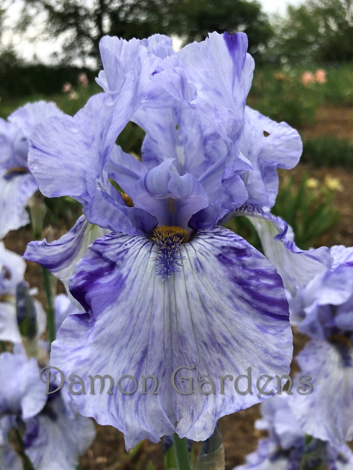 Iris Gnu Blues